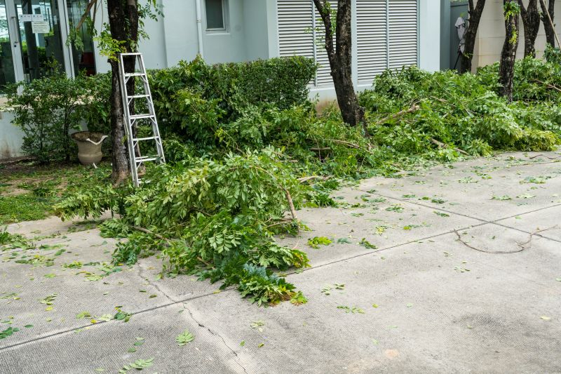 Tree and Shrub Removal Services