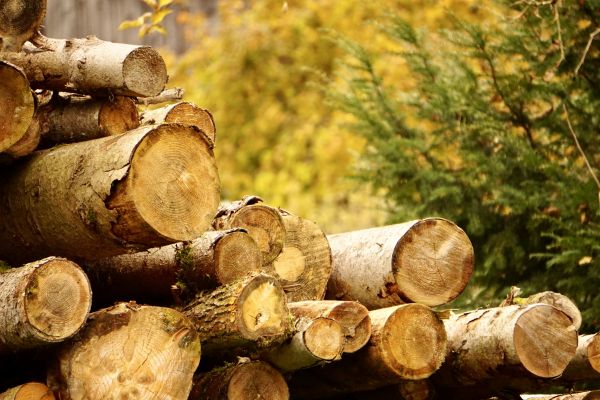 Wood Pile Removal in Fishers