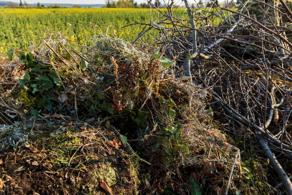 Brush Disposal in Fishers