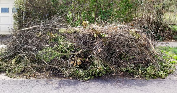 Tree Limb Cleanup in Fishers