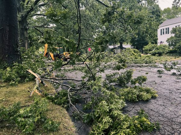 Tree Branch Disposal in Fishers