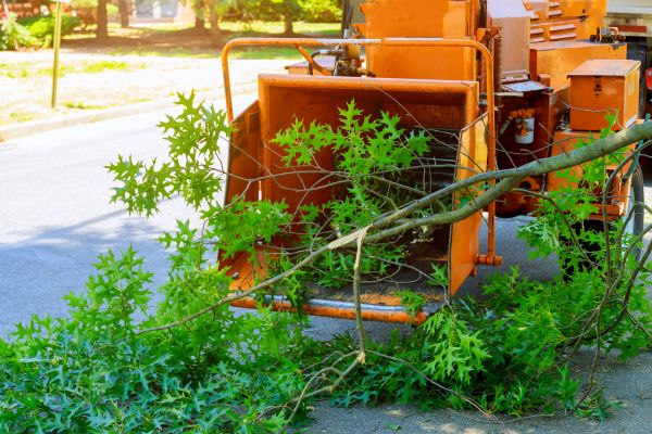 Tree Branches Removal in Fishers