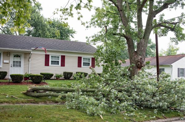 Fallen Branch Removal in Fishers