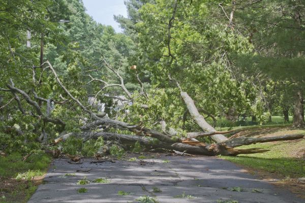 Tree Debris Removal in Fishers